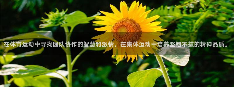 J9官网下载平台是正规平台吗:在体育运动中寻找团队协作的智慧